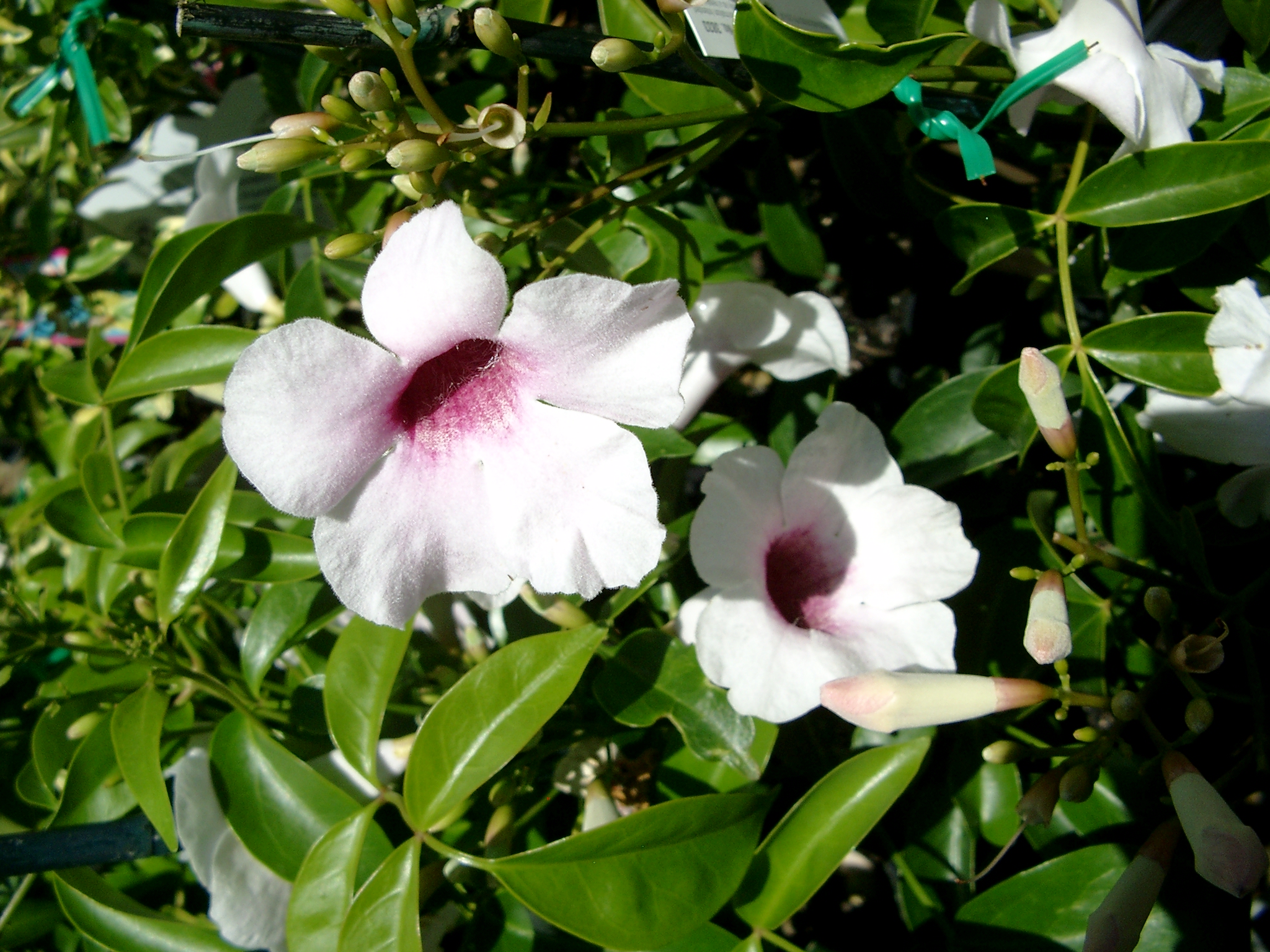 Pandorea jasminoides