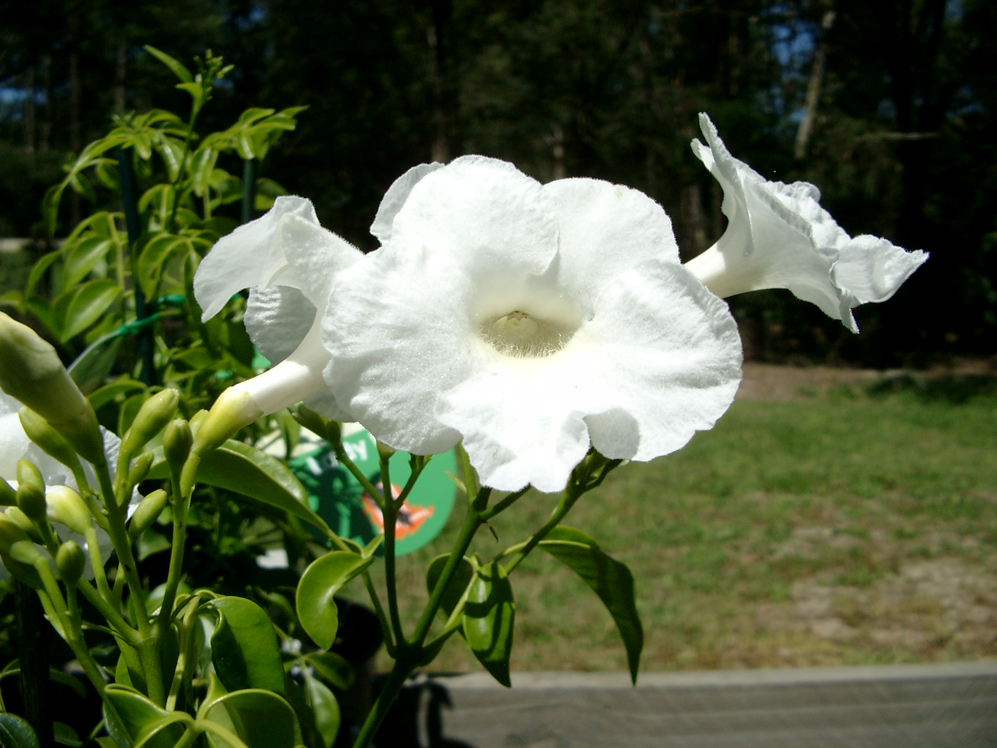 Pandorea jasminoides