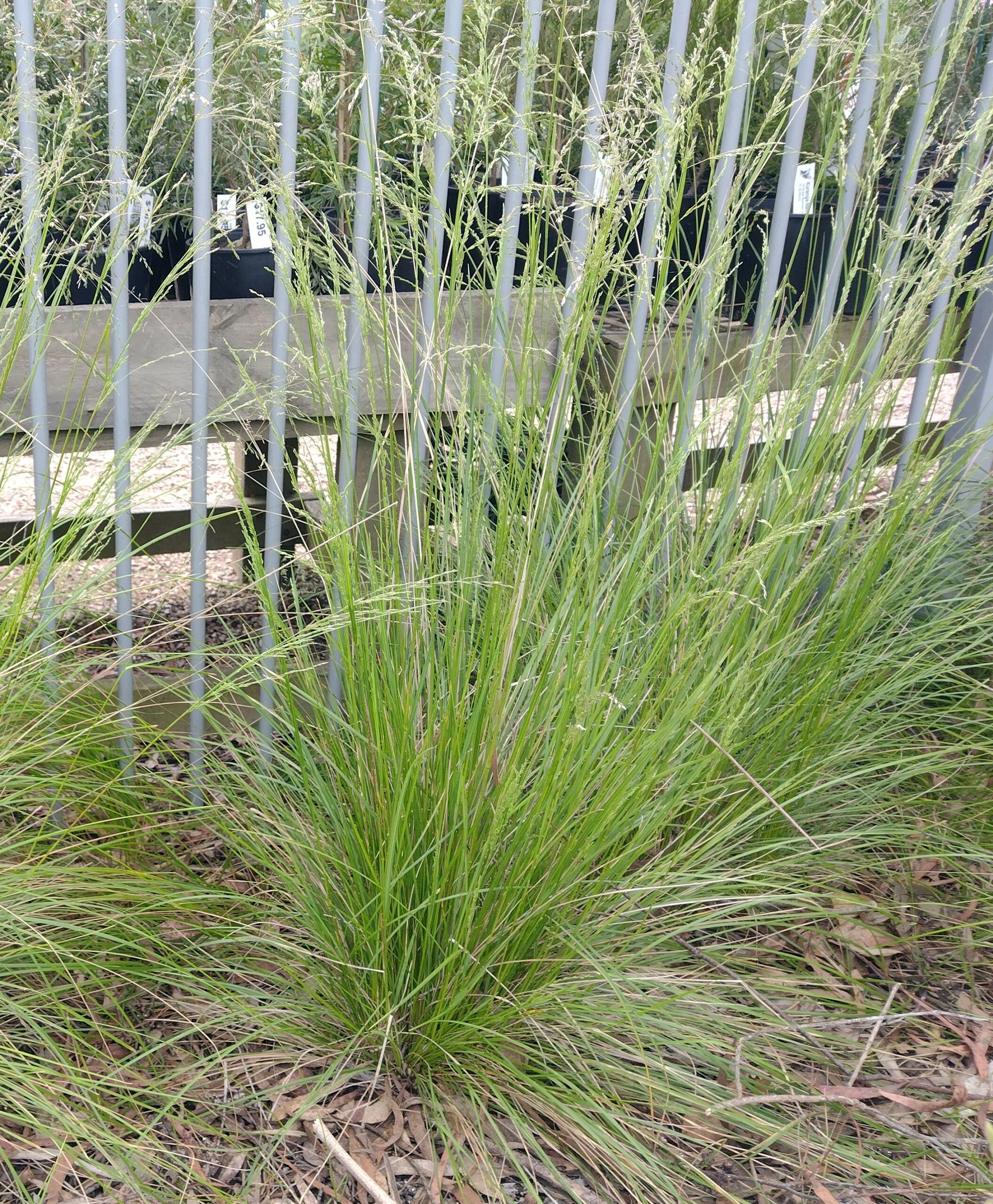 Poa labillardieri