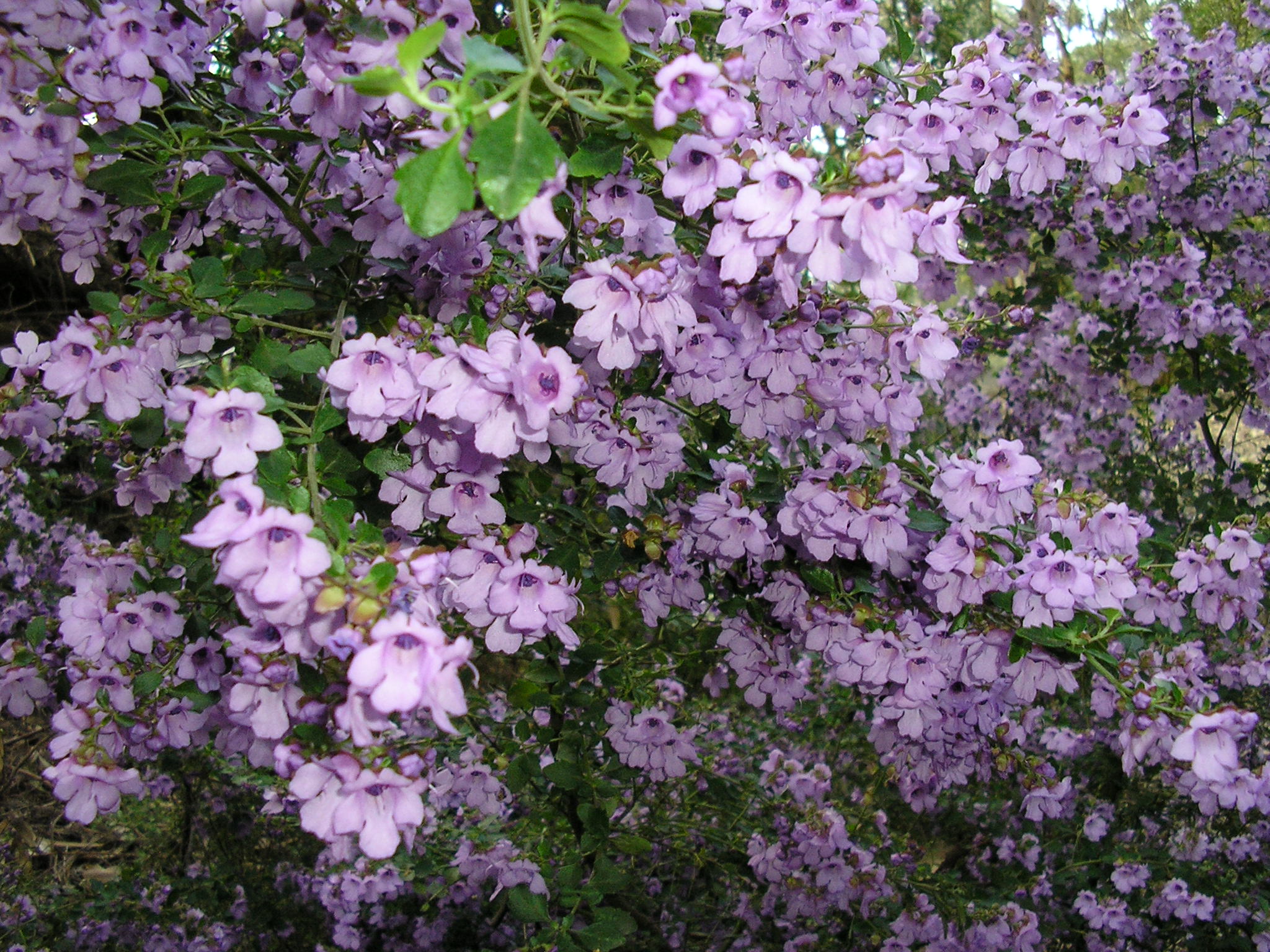 Prostanthera melissifolia