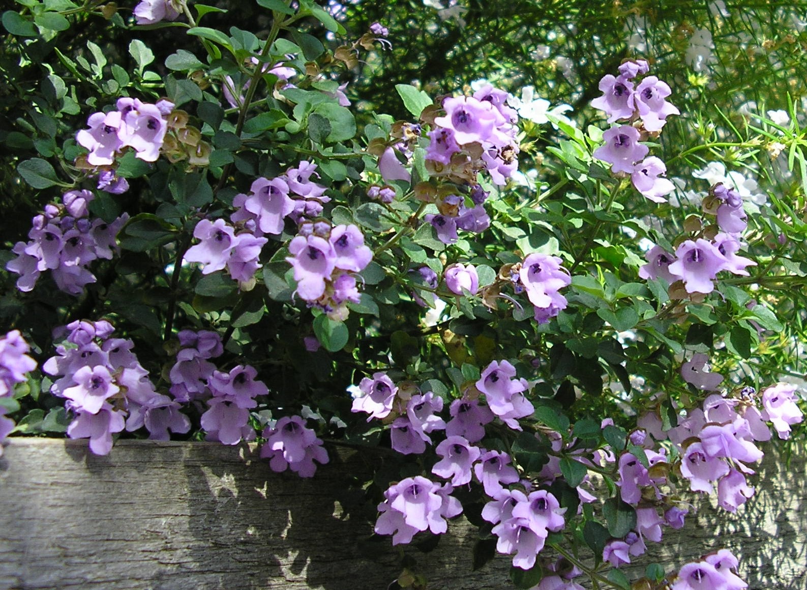 Prostanthera rotundifolia