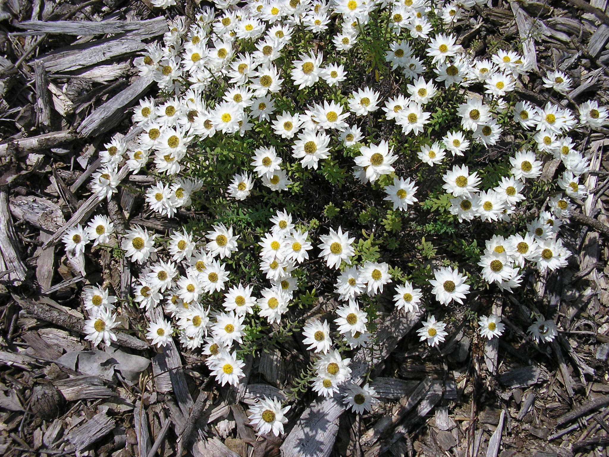 Rhodanthe anthemoides