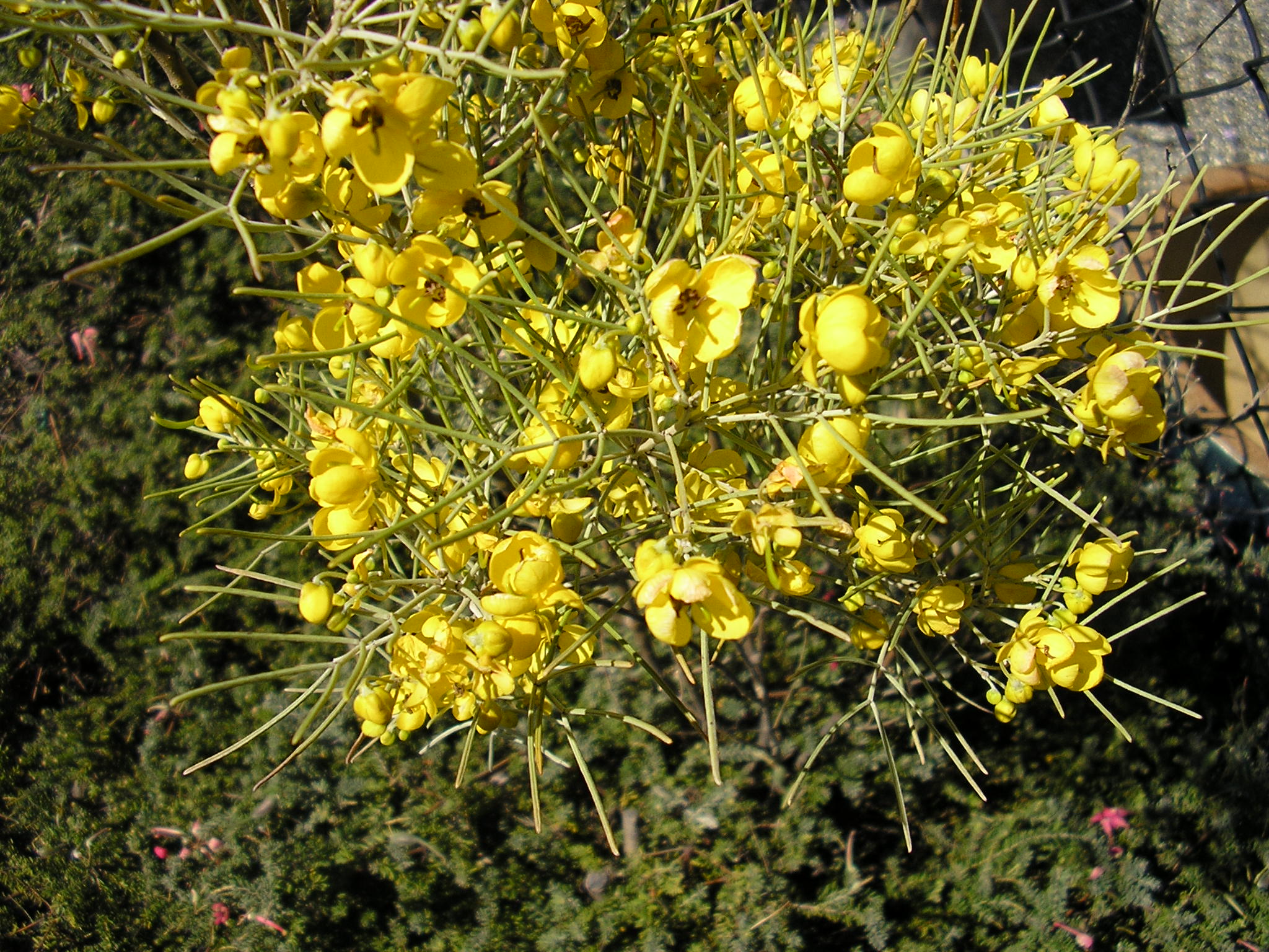 Senna artemisioides