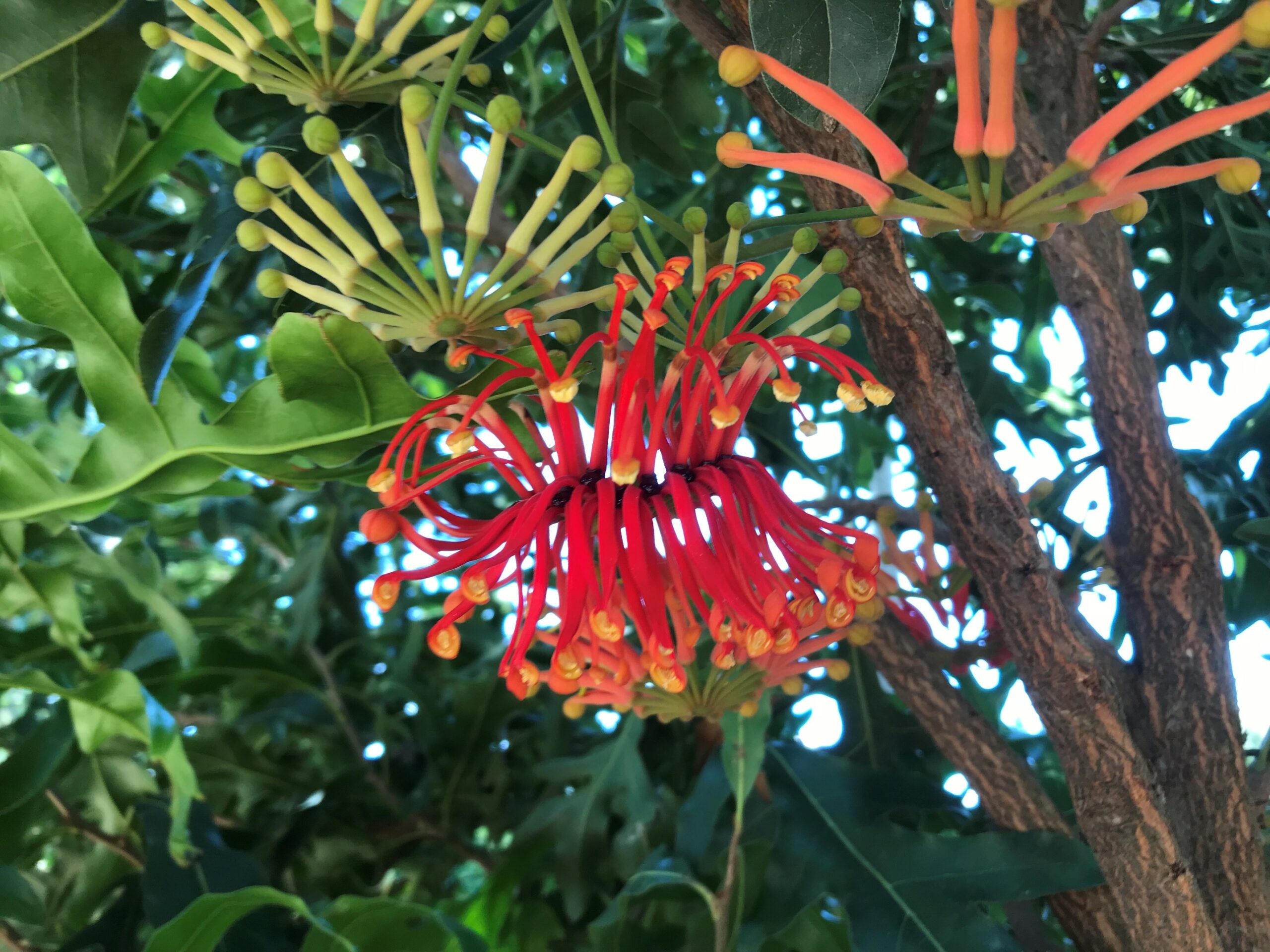 Stenocarpus sinuatus 