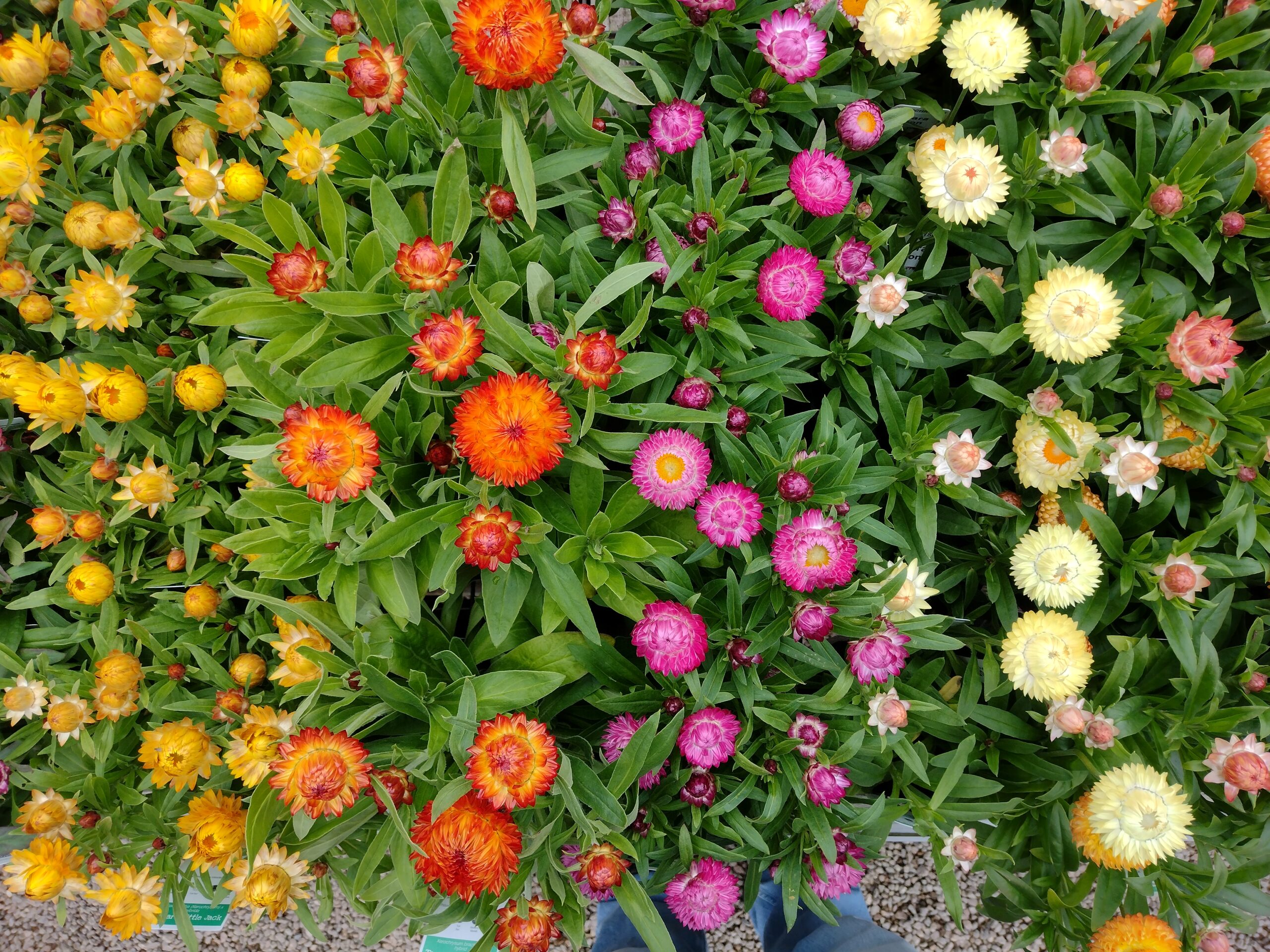 Xerochrysum bracteatum ‘Dwarf forms’