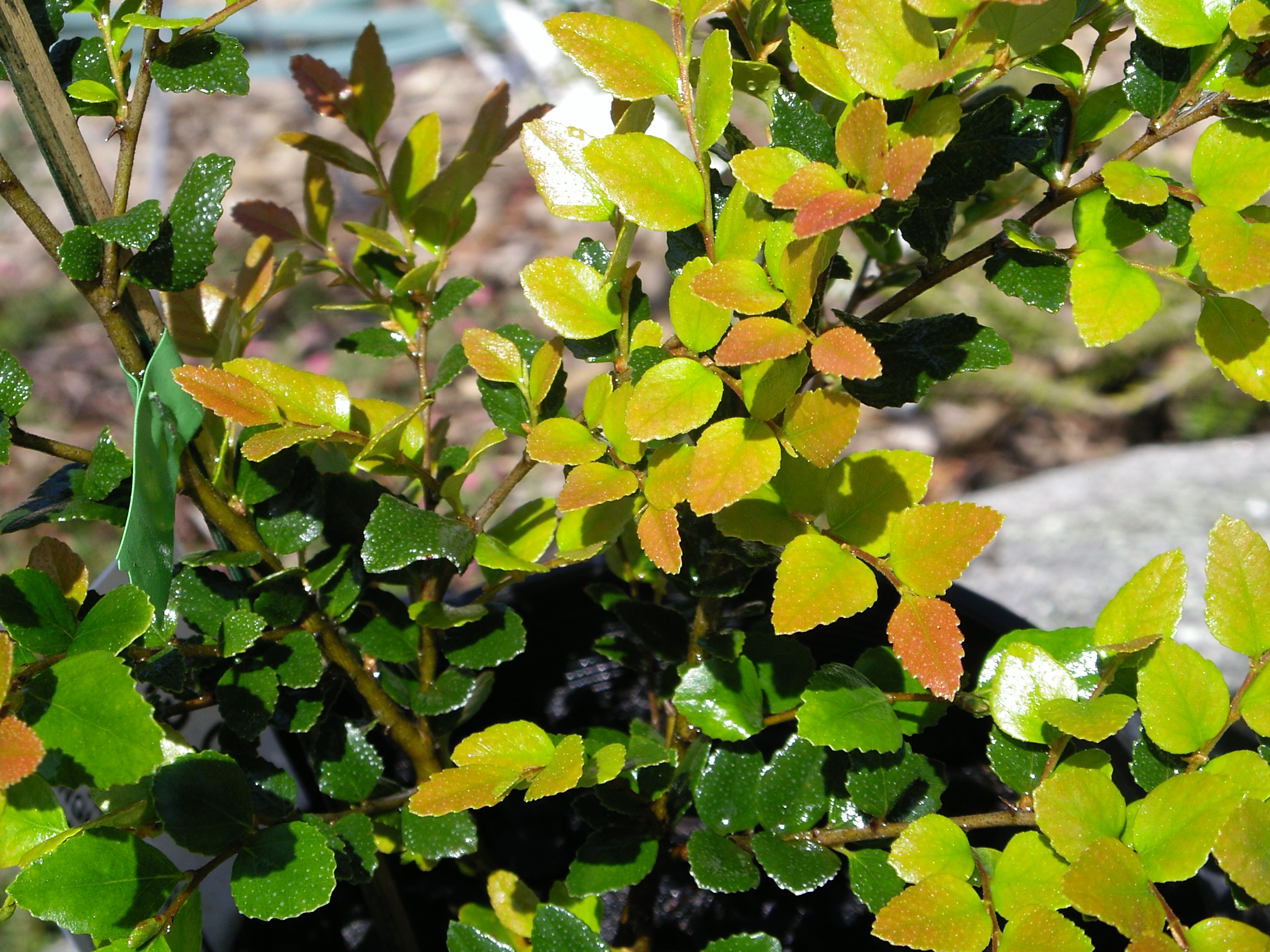 Nothofagus cunninghamii 