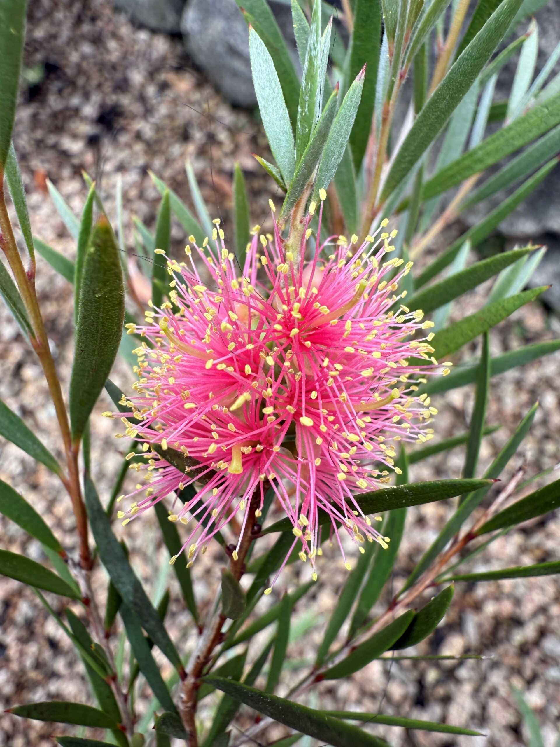 Callistemon sieberi ‘Dwarf Pink’