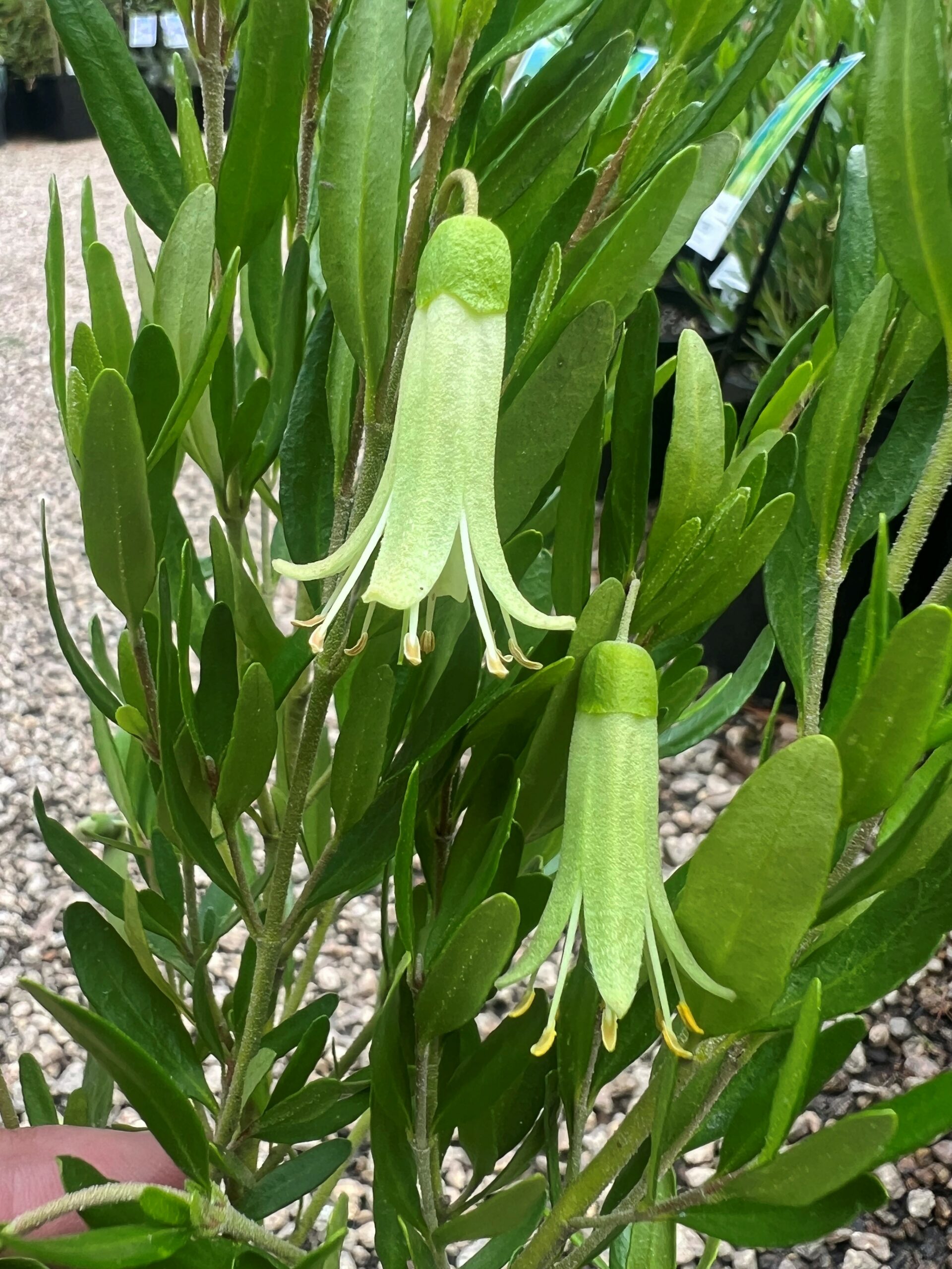 Correa glabra ‘Colliban River’