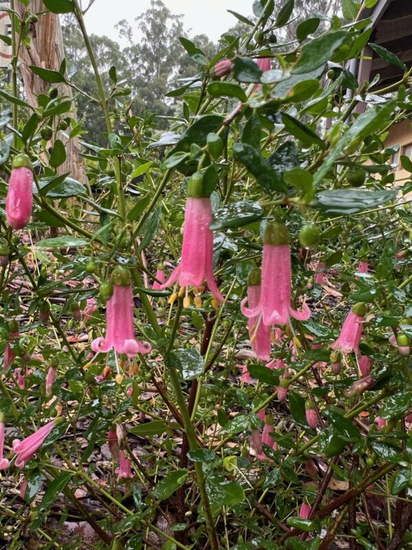 Correa glabra 'Pink'