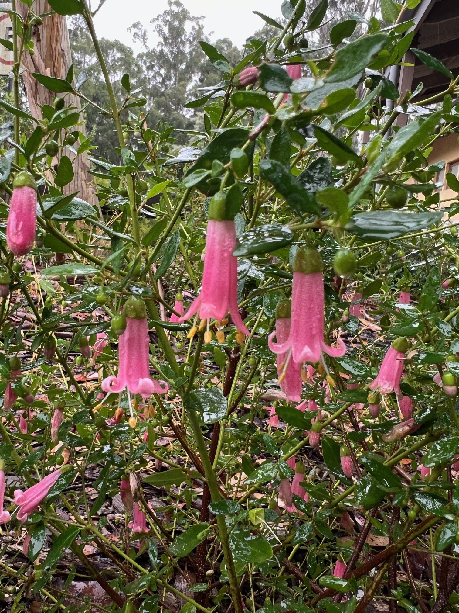 Correa glabra ‘Rock Correa’