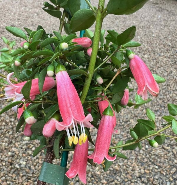 Correa pulchella – Bright Pink