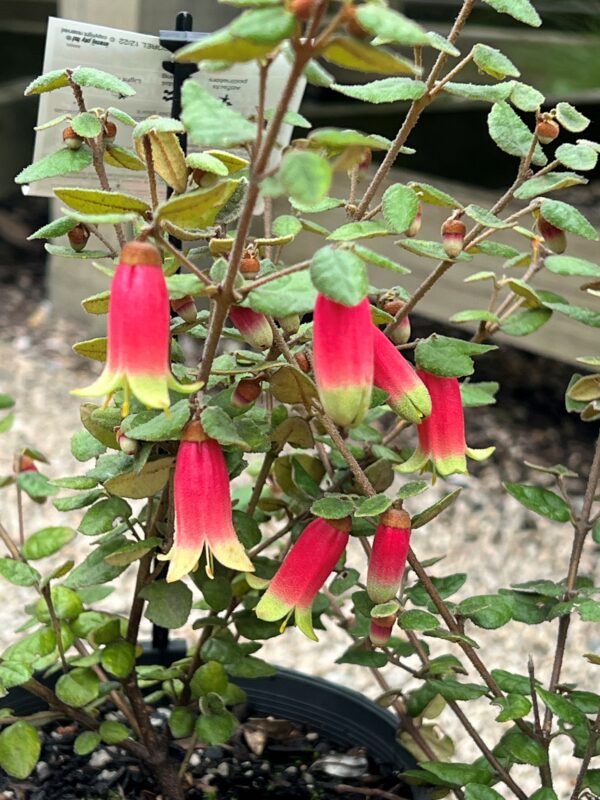 Correa reflexa - Large Bells