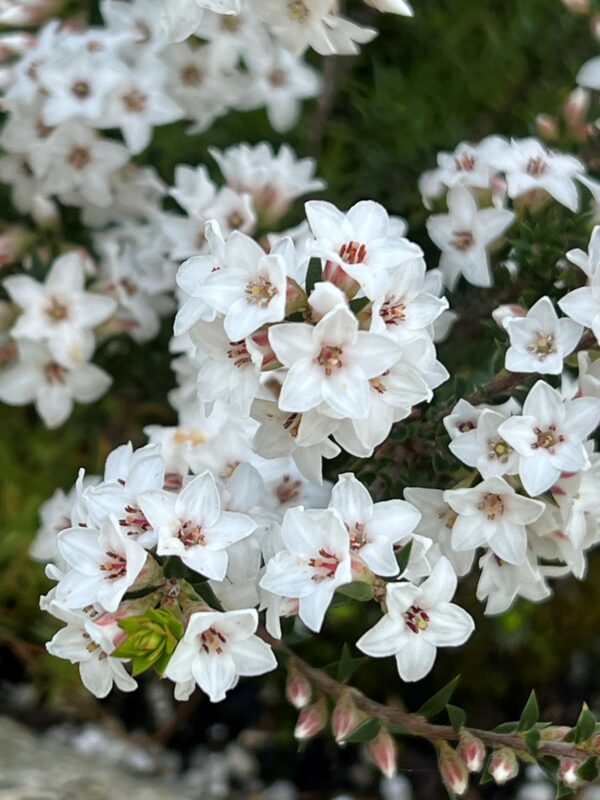 Epacris barbata Bearded Heath