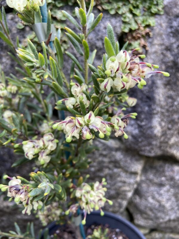 Grevillea jephcottii Pine Mountain Grevillea