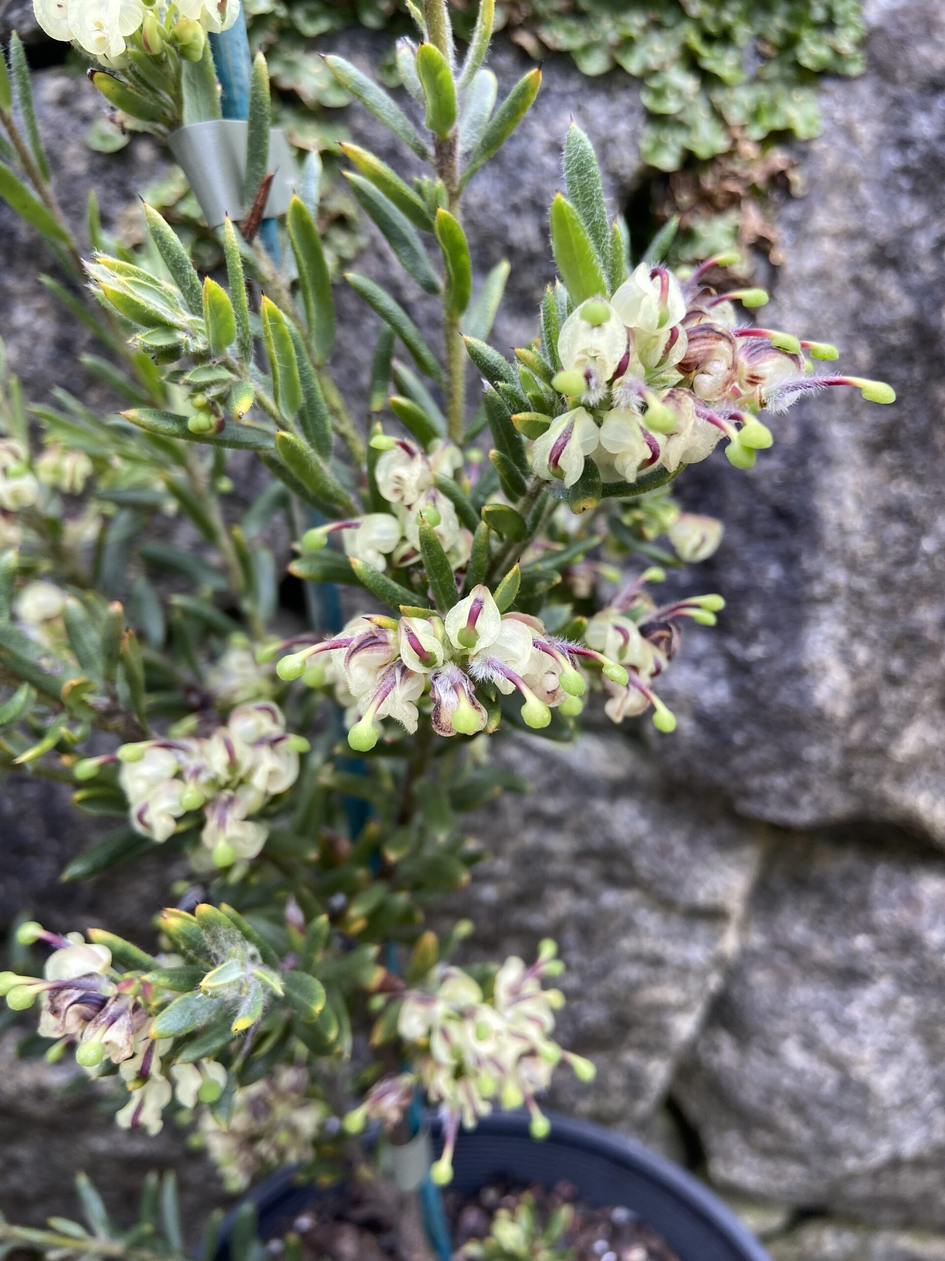 Grevillea johnsonii ‘Pine Mountain Grevillea’