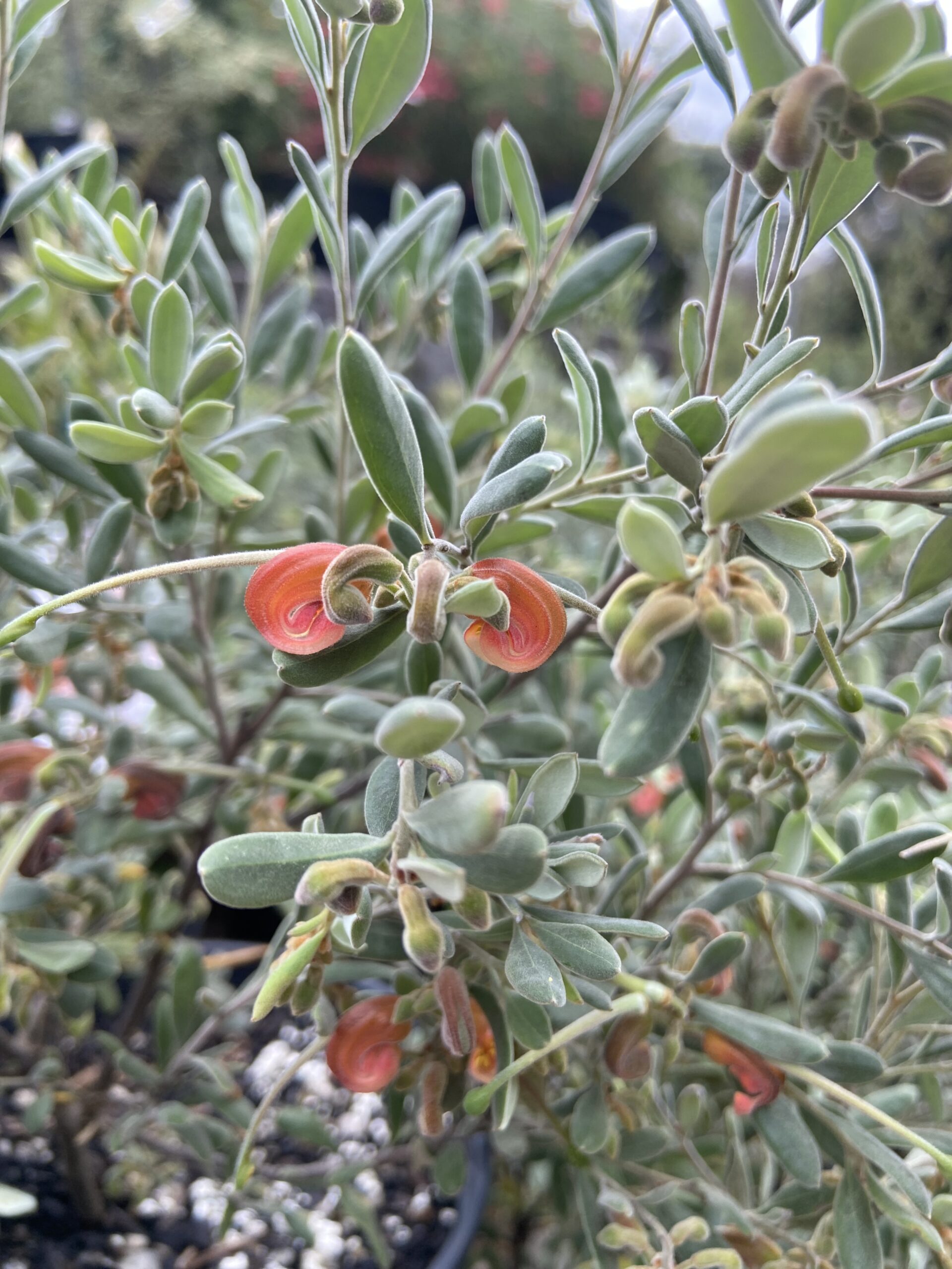 Grevillea arenaria Salmon Sand Grevillea