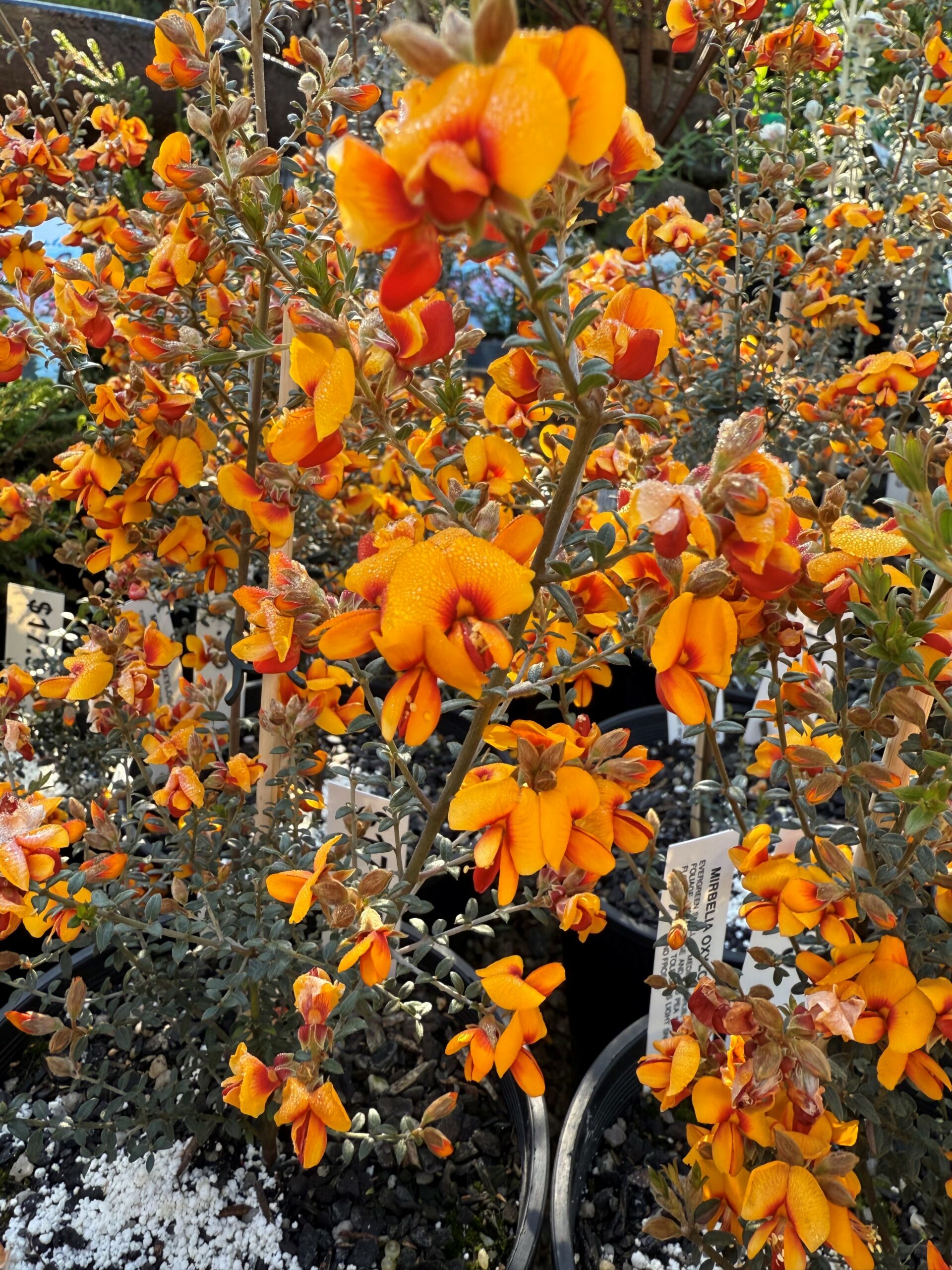 Mirbelia oxylobioides ‘Mountain Mirbelia’