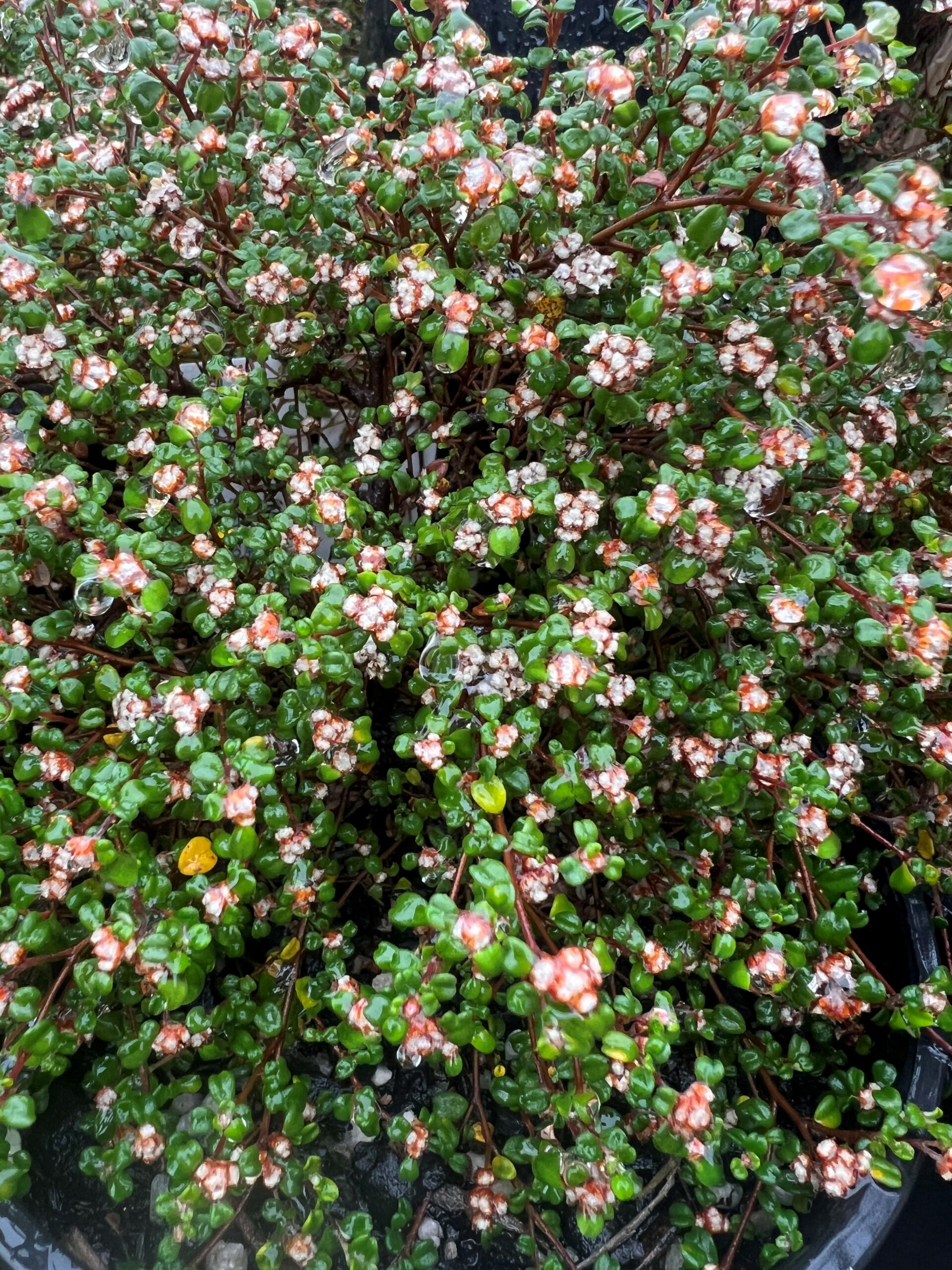 Spyridium obcordatum ‘Creeping Dusty Miller’