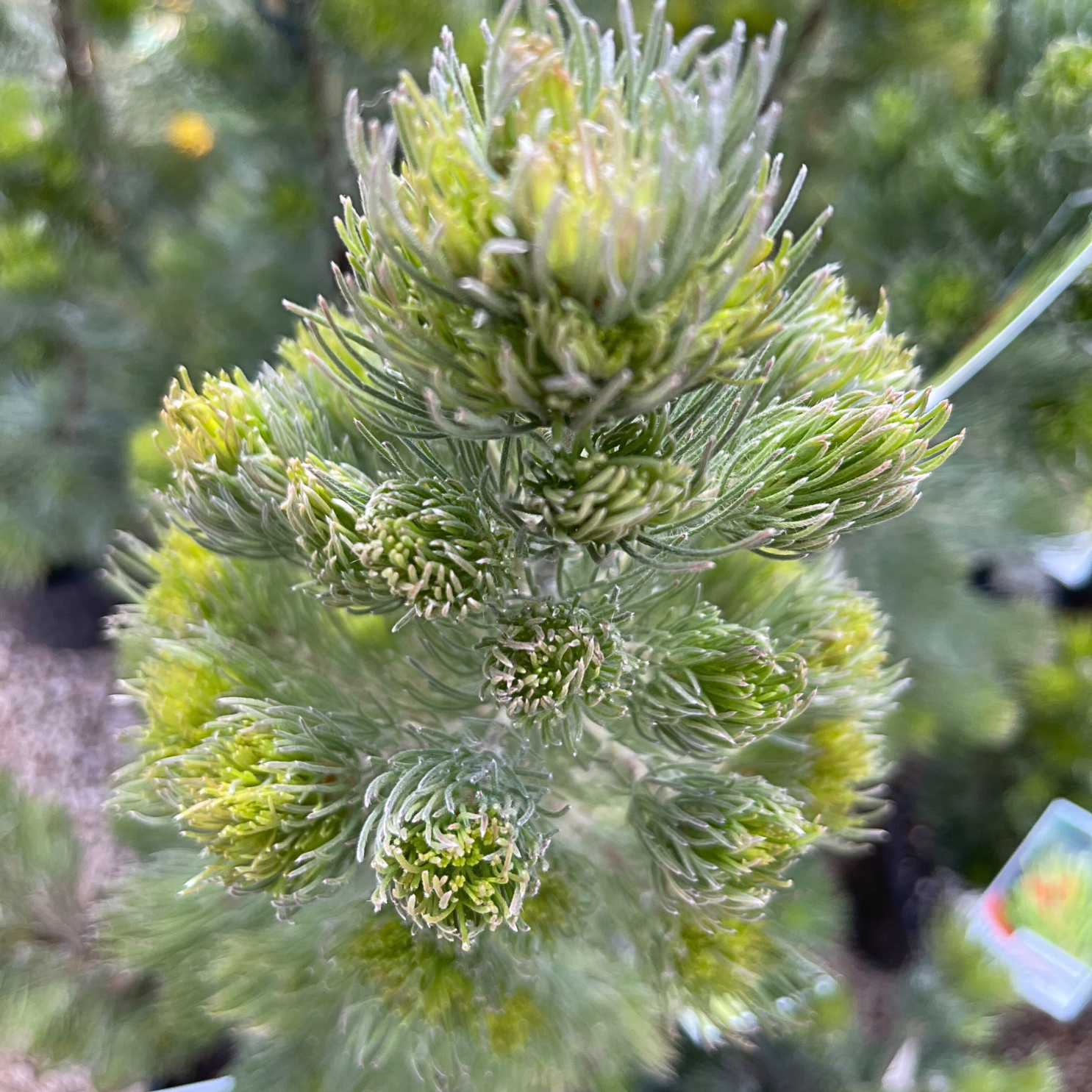 Adenanthos sericeus ‘Dwarf’ Woolly Bush