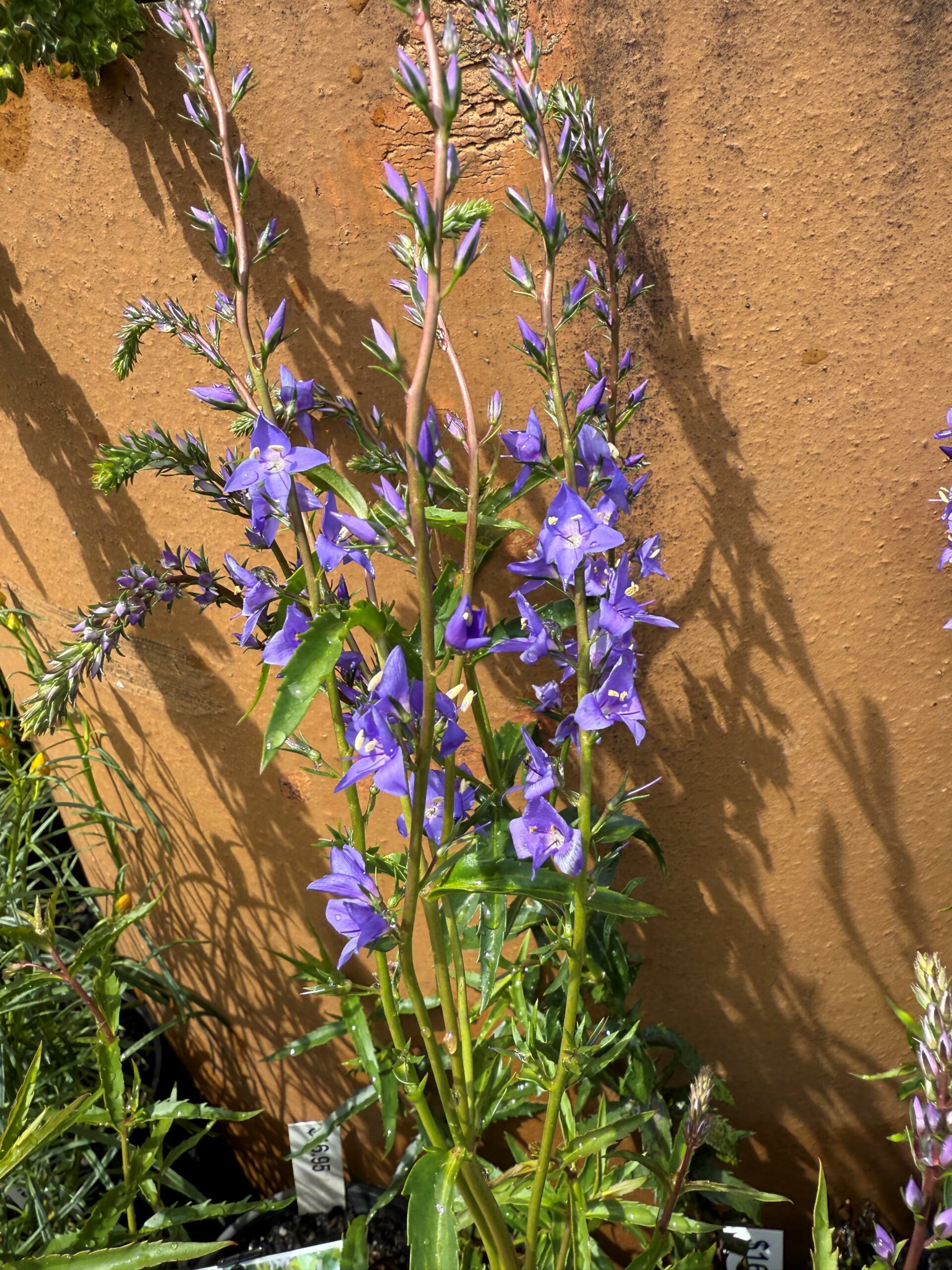 Veronica ‘Monty’s Blue’